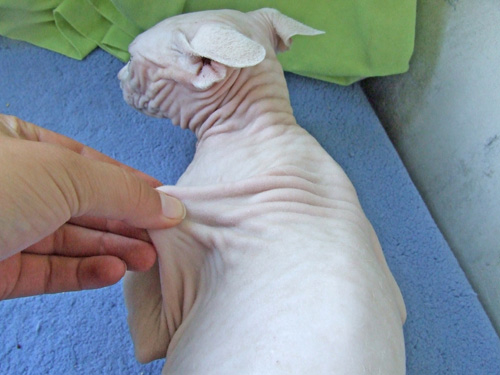Cómo inyectar a un gato en el hombro