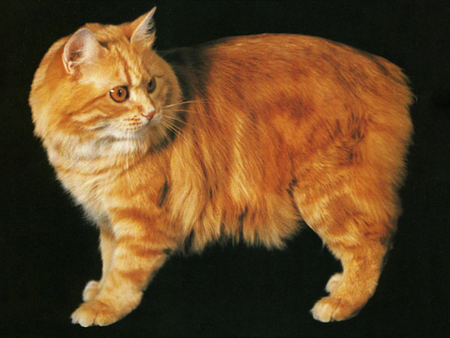 apariencia de los gatos de la raza Cymric