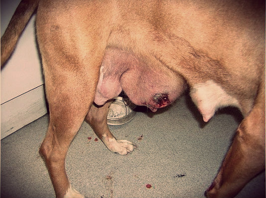 Mastitis en perra en foto