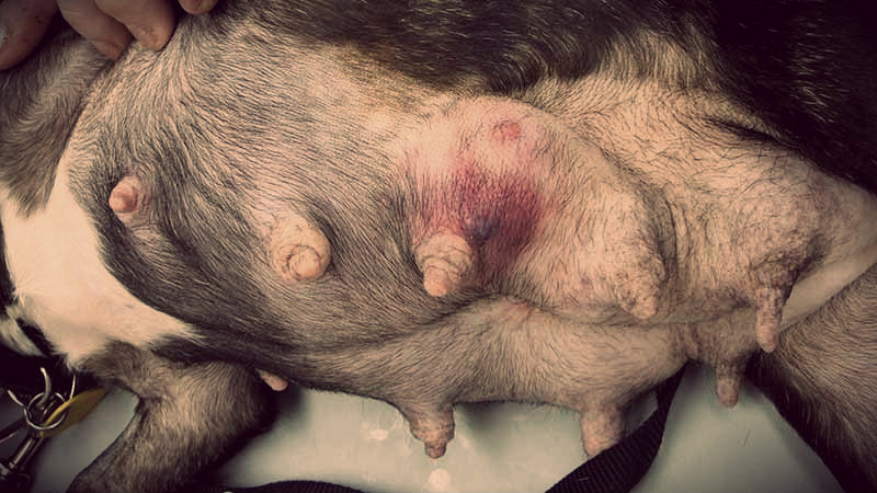 mastitis en perros
