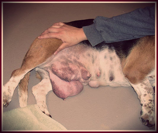 Mastitis en perros