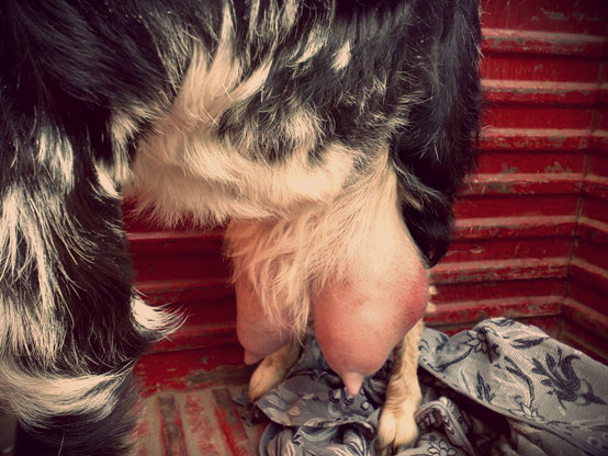 tratamiento de la perra con mastitis