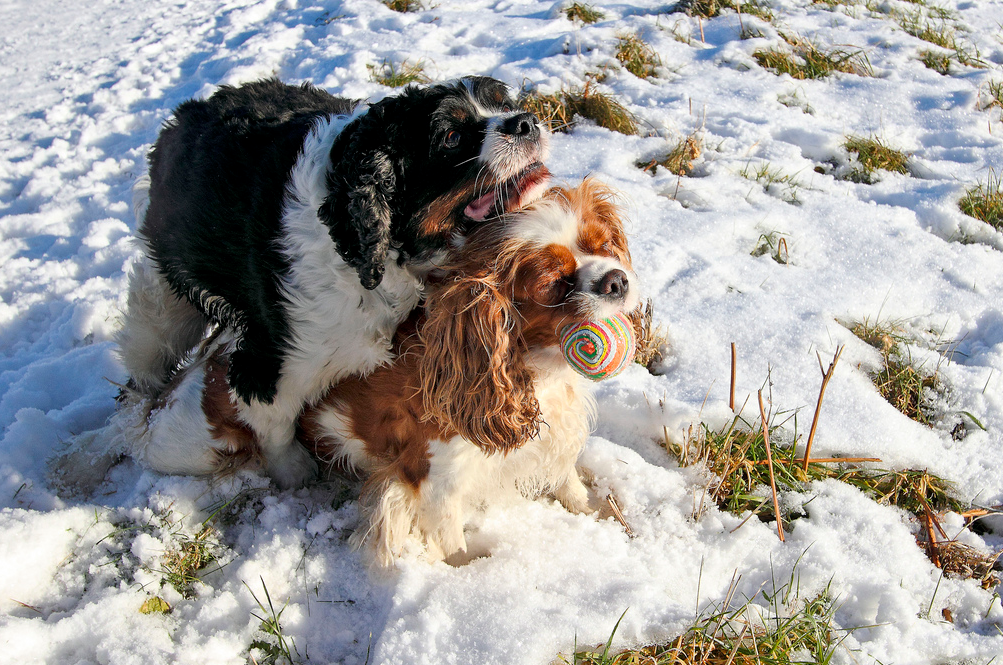 Apareamiento de perros