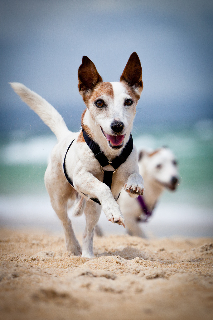 Apareamiento de perros