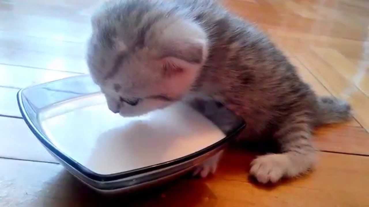 Características de la alimentación correcta de gatos y gatitos de la raza persa