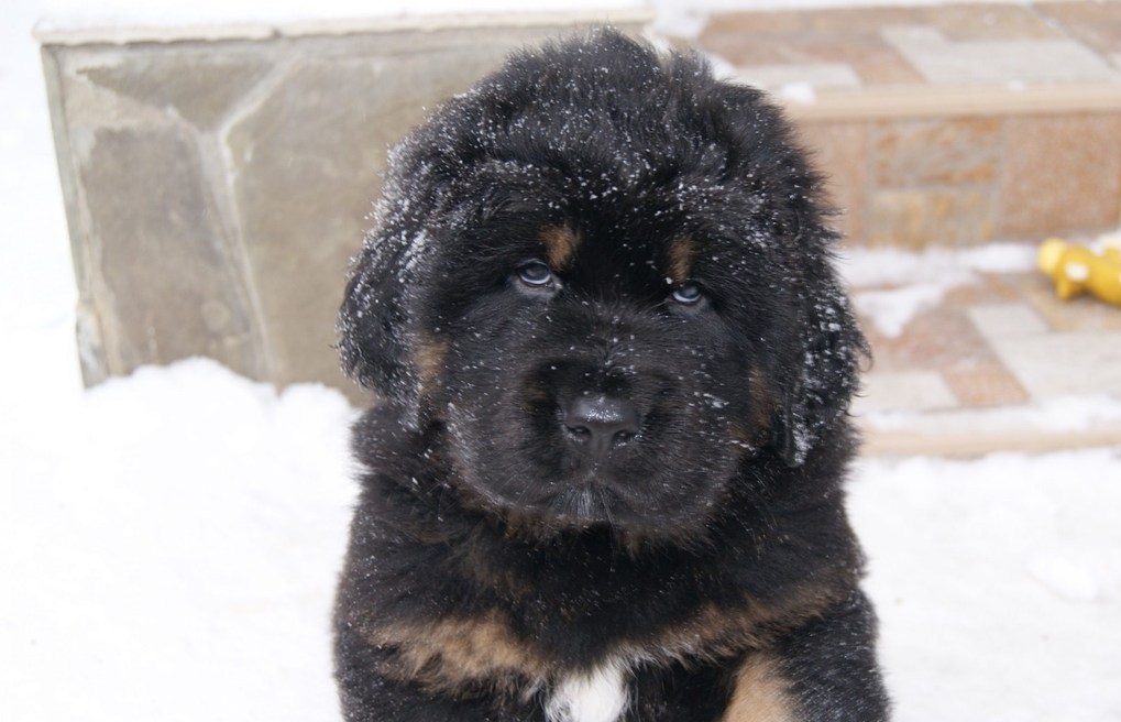 cachorro de mastín tibetano