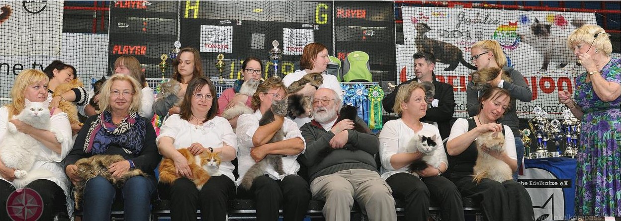 Meca para los fanáticos de los gatos