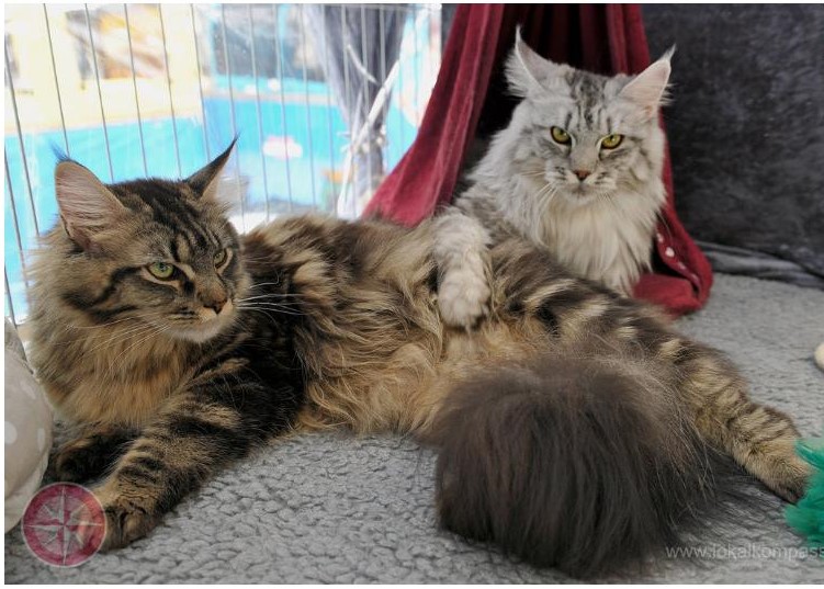 Adorables Maine Coons