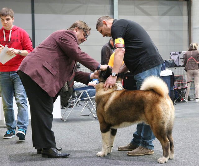 3400 perros de raza