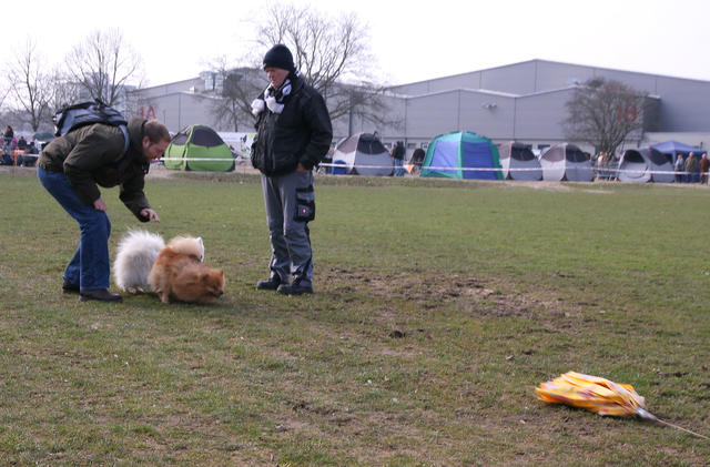 en las carreras de perros participaron diferentes razas