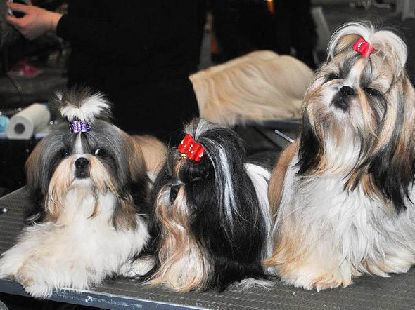 Shih tzu de Cedric Grislin