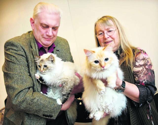 Exposición de gatos