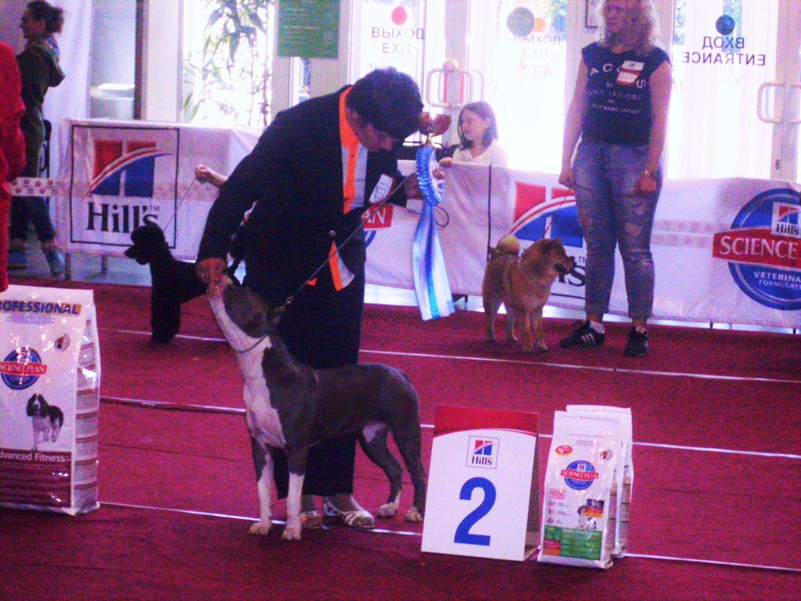 Pitbull terrier