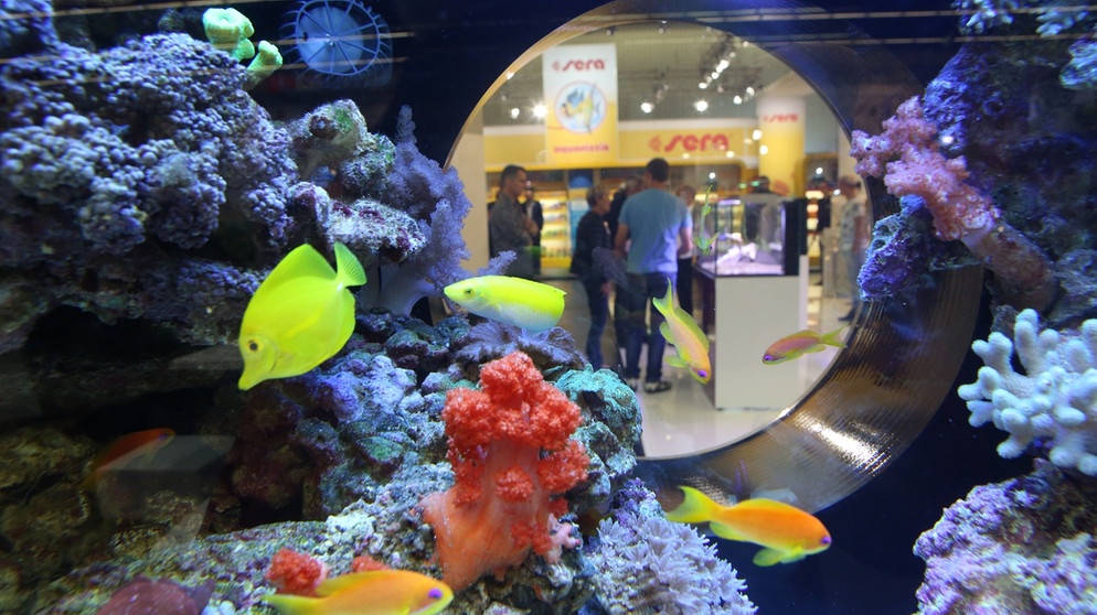 Peces de acuario