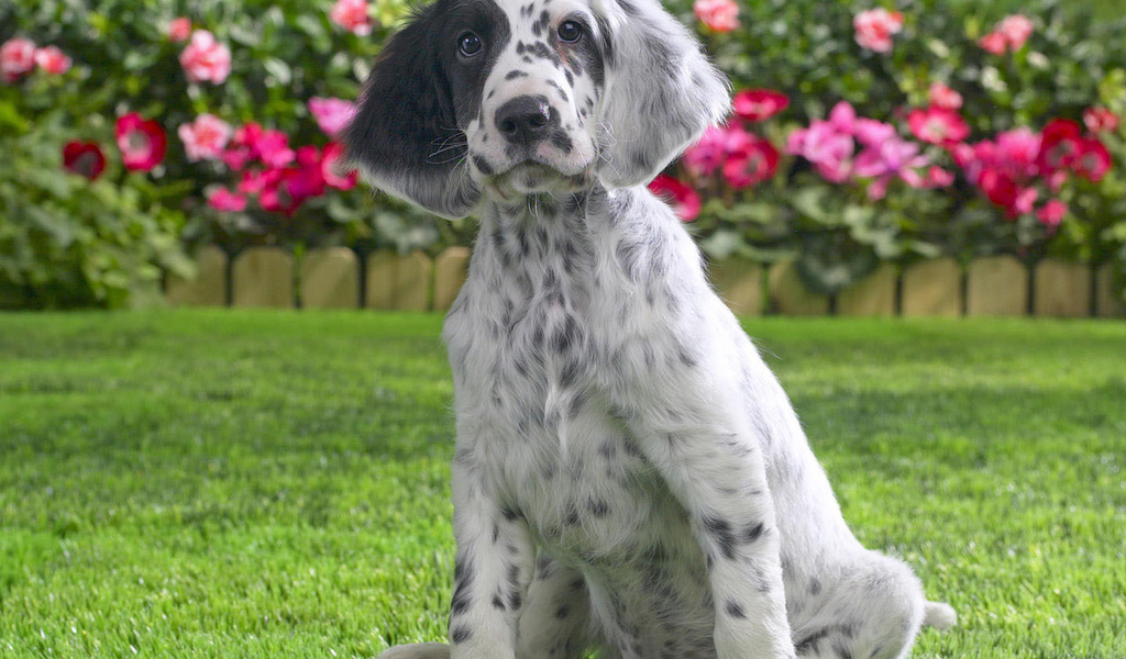 Cachorro de setter inglés