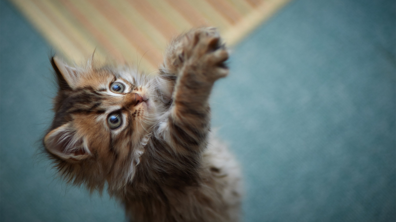 Cómo vender un gatito