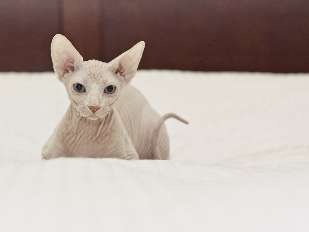 Sphynx canadiense