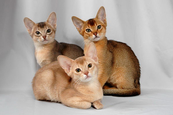 3 gatitos de raza abisinia