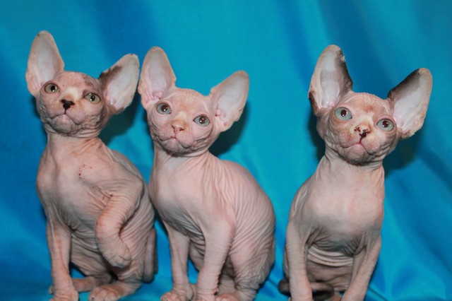 mascotas para alérgicos, animales que no causan alergia, alérgicos, gatos para alérgicos, perros para alérgicos