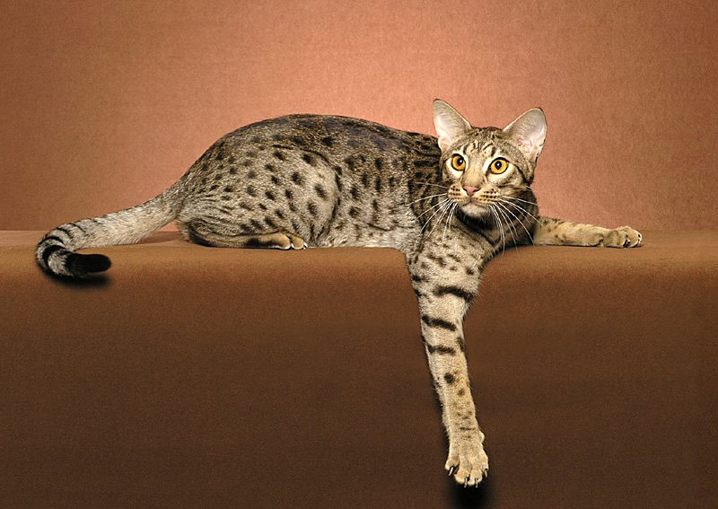 gatos de la raza Ocicat