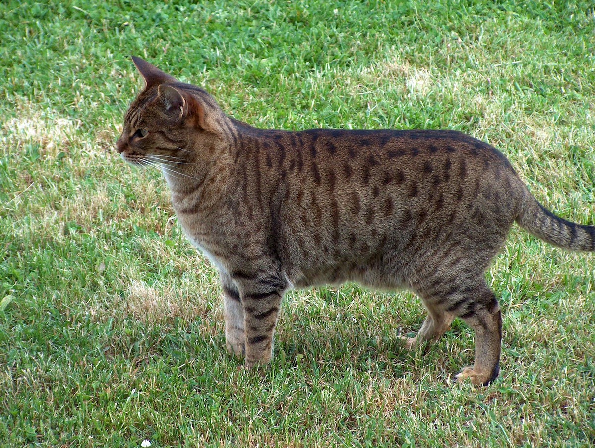 Enfermedades de los gatos de raza ocicat