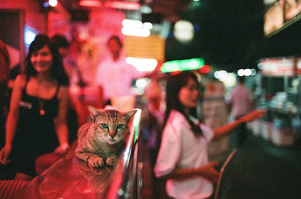 gatos en Tailandia, Tailandia, historia de los gatos