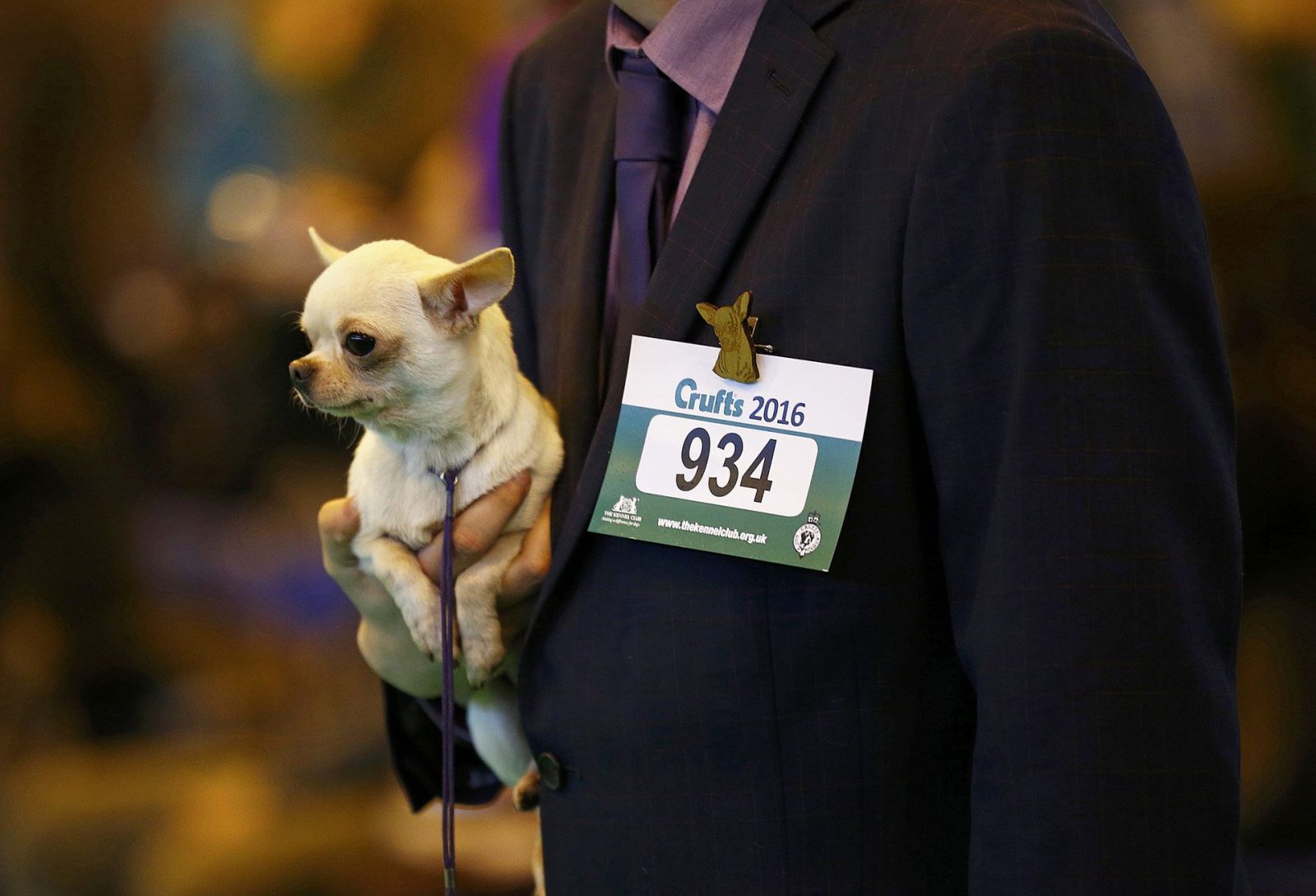 Chihuahua en brazos del handler