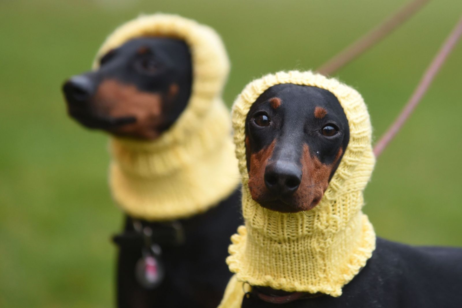 Manchester terriers