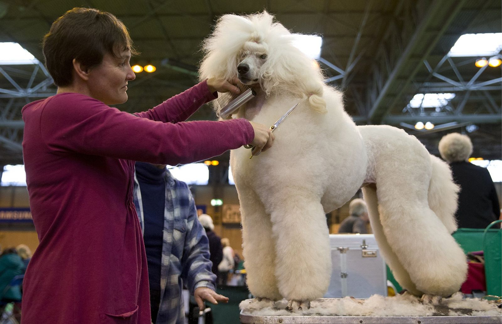 Preparan a un encantador caniche para la salida