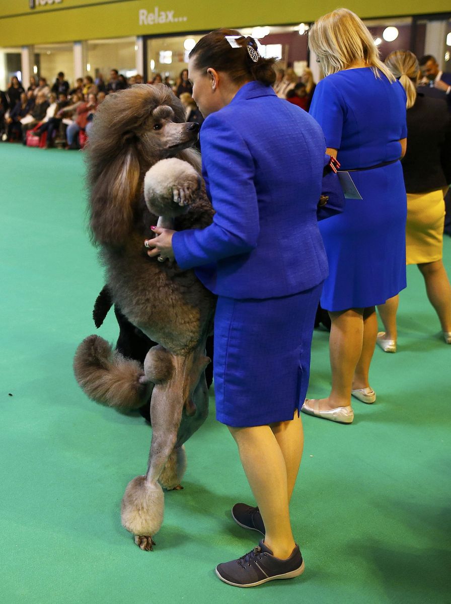 Artemón abraza a su dueña