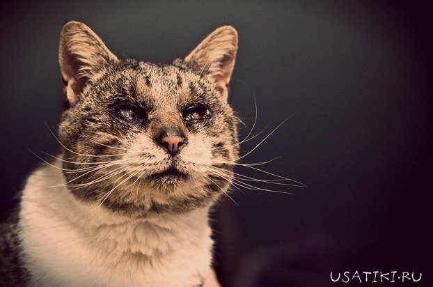 Quemadura ocular en un gato