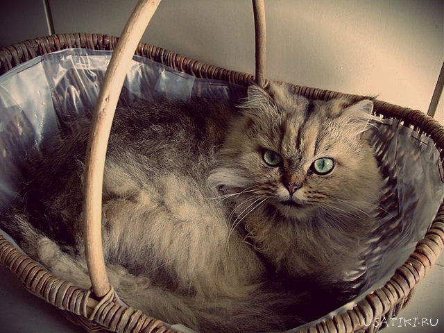 gato persa