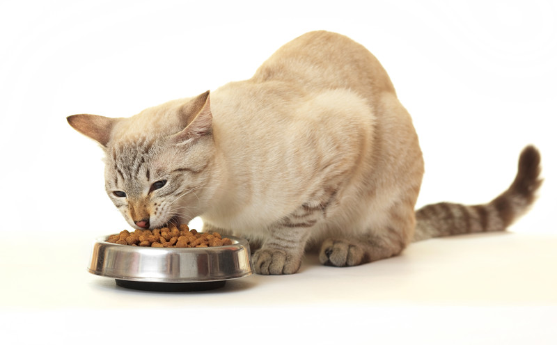 ¿Es dañino el alimento seco para gatos?