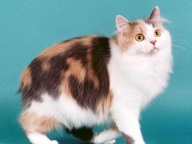 gata de la raza Cymric
