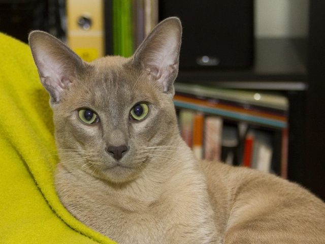 historia del origen de los gatos de raza tonkinesa