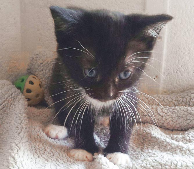 El pequeño Fénix
