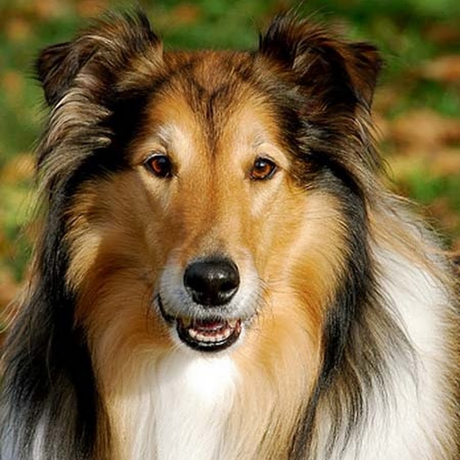 Foto de collie