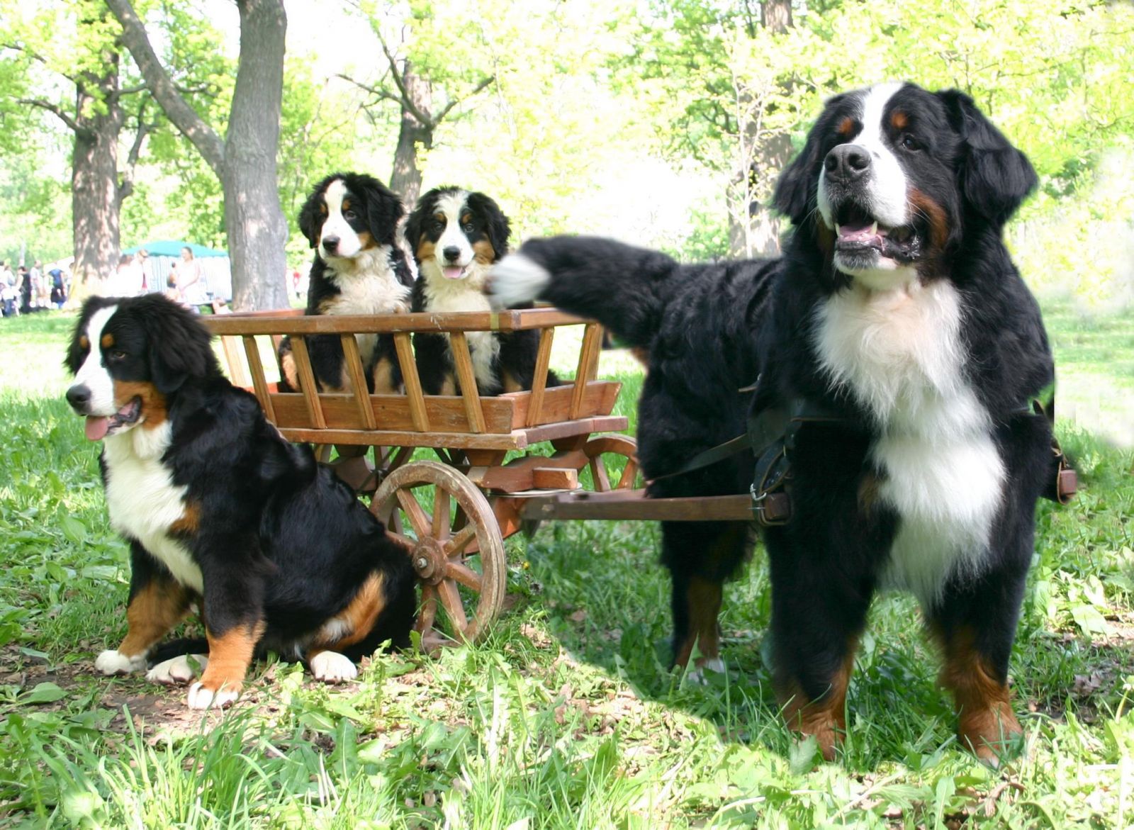familia de Boyeros de Berna