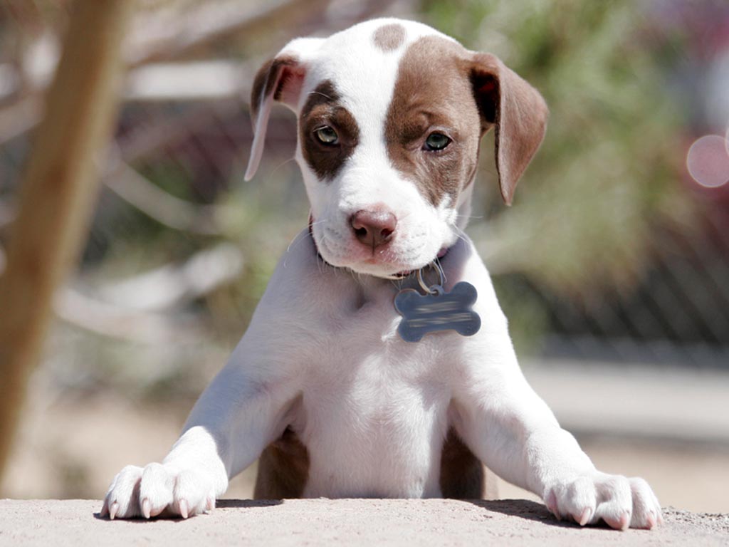 cachorro de pitbull terrier americano