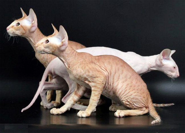 cuidado de los gatos de la raza Peterbald