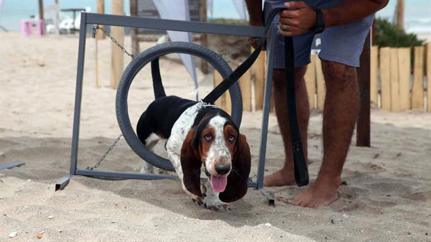 Basset en la playa para perros