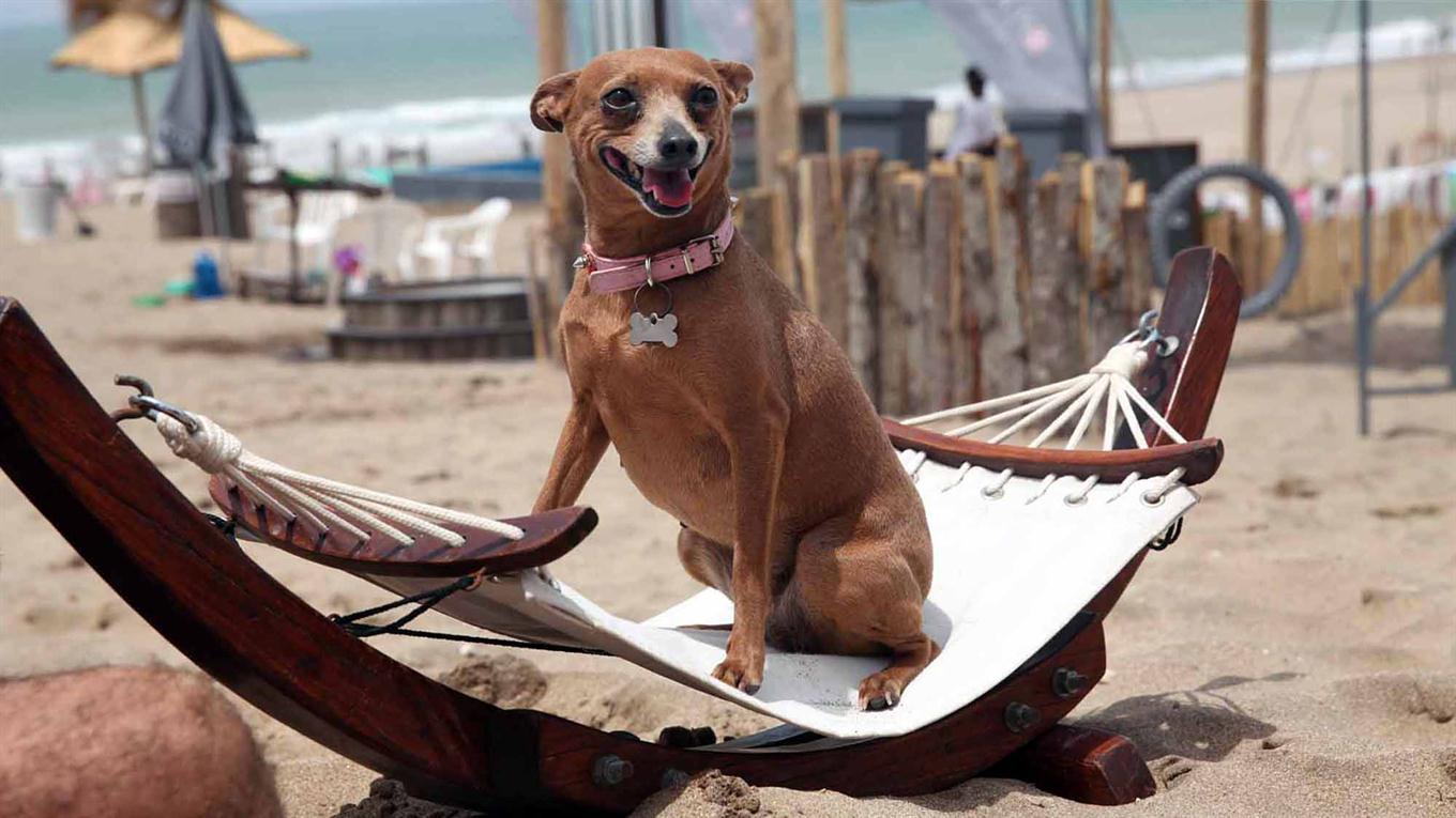 playa para perros