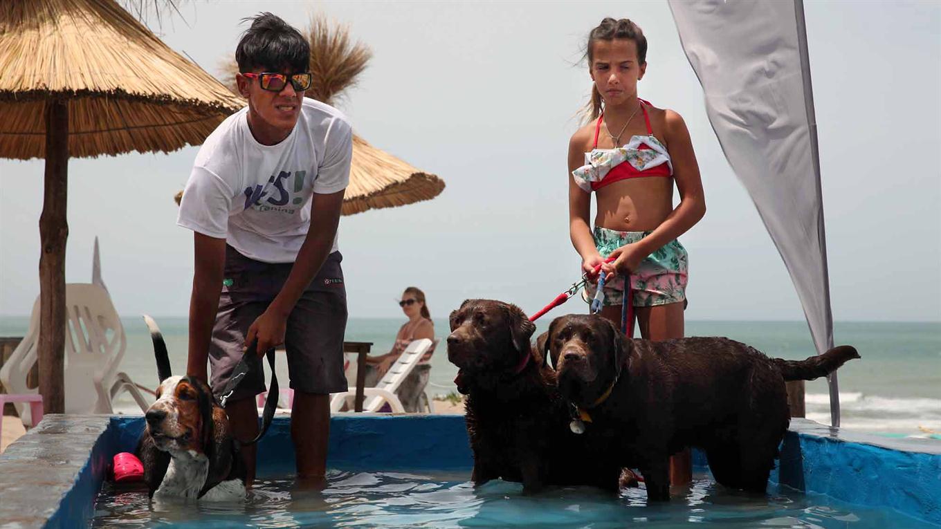 bañan a un perro en la playa