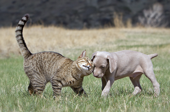 los gatos son más populares que los perros