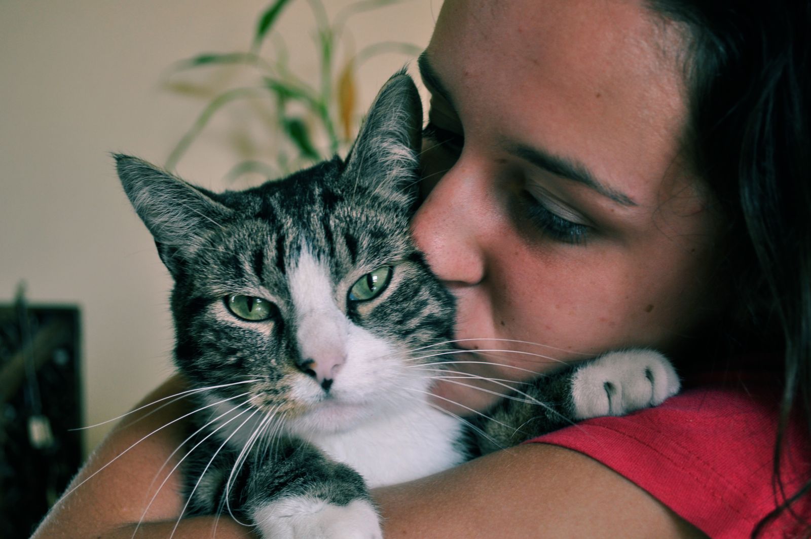 el gato es el compañero ideal para una persona solitaria