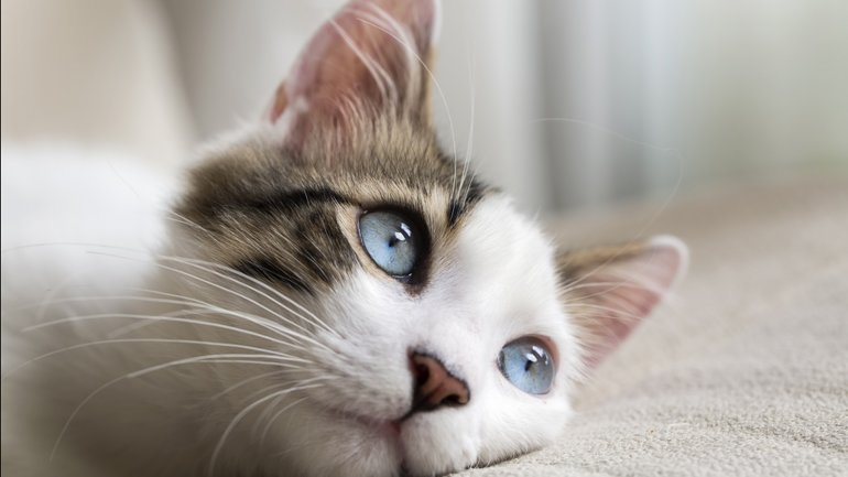 Esquema de personalidad del gato