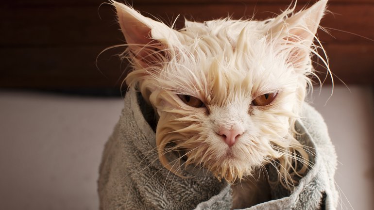 Una gata callejera necesita más cuidados