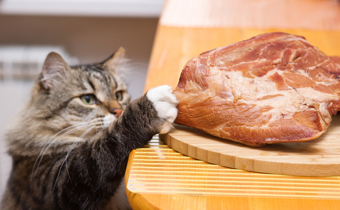Womit füttert man eine Katze