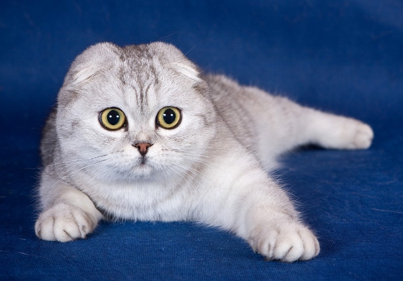 Carácter de los gatos de raza Scottish Fold