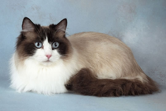 Apariencia de los gatos Ragdoll, predisposición a enfermedades de los gatos Ragdoll, enfermedades de los gatos Ragdoll